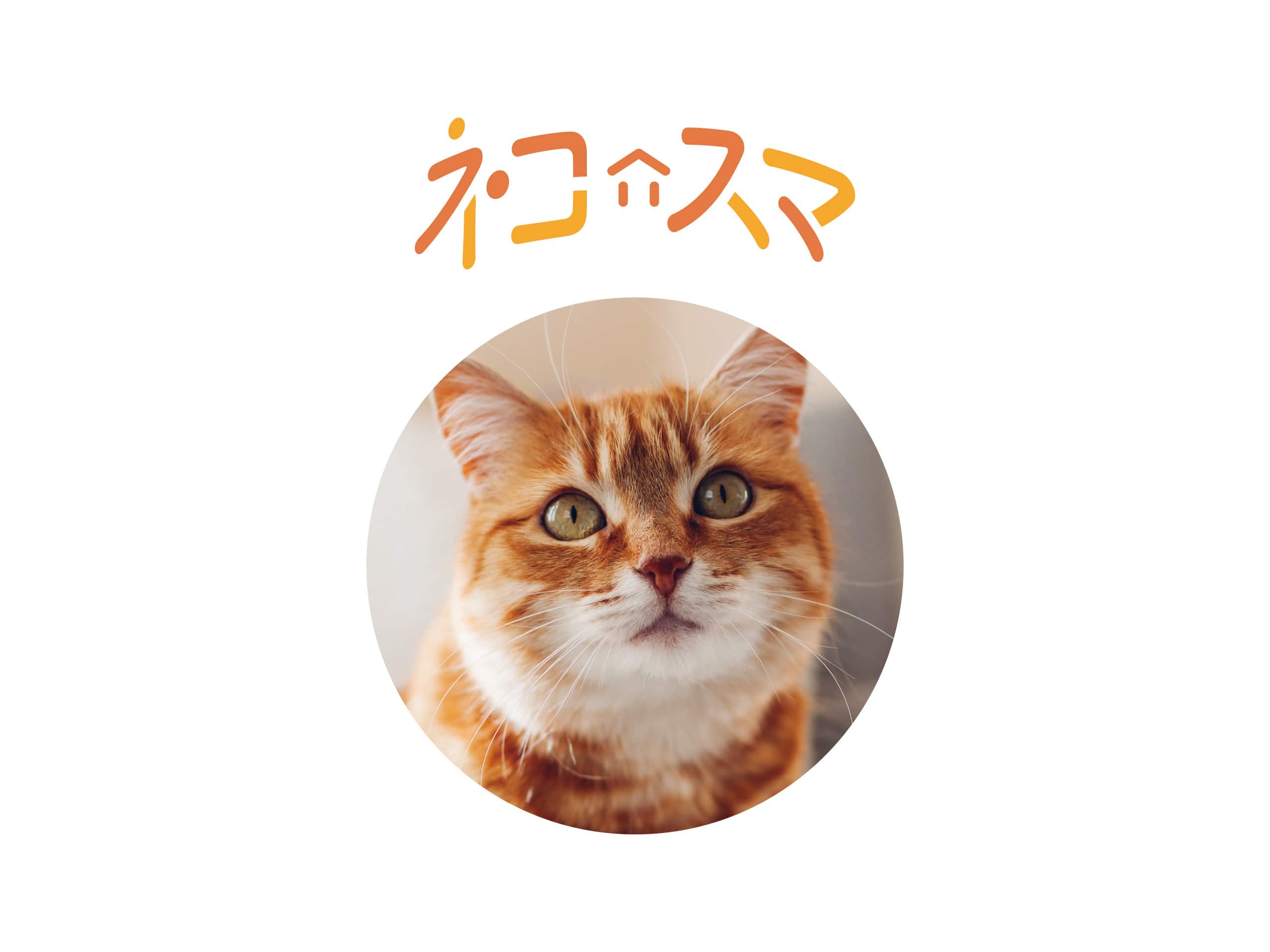 ネコスマ LP及びロゴとコンセプトブックの制作